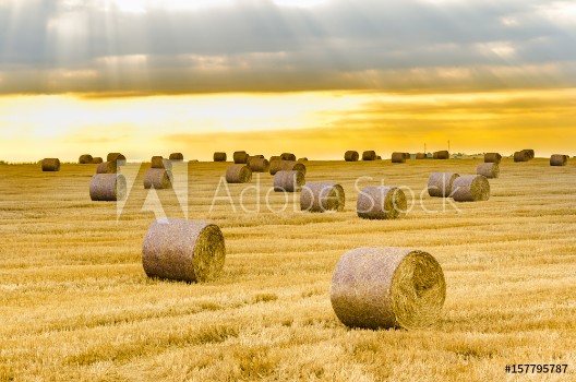 Picture of Hay bales on the field after harvest at sunrise golden hour sun